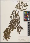 Foto von Salix caprea L. x Salix viminalis L.